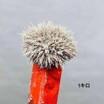 ギベオン隕石粉　ナミビア　鉄隕石　隕石粉　100g　隕石　メテオライト  鉄隕石 Amazon.co.jp: ギベオン隕石粉 1キロ 1000g ナミビア 鉄隕石